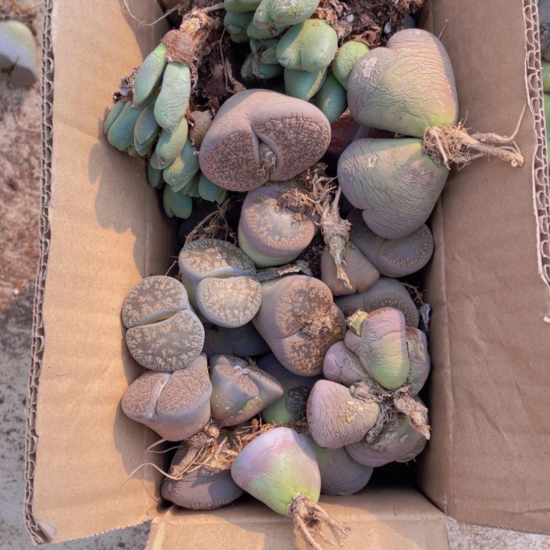 一箱母本888888888