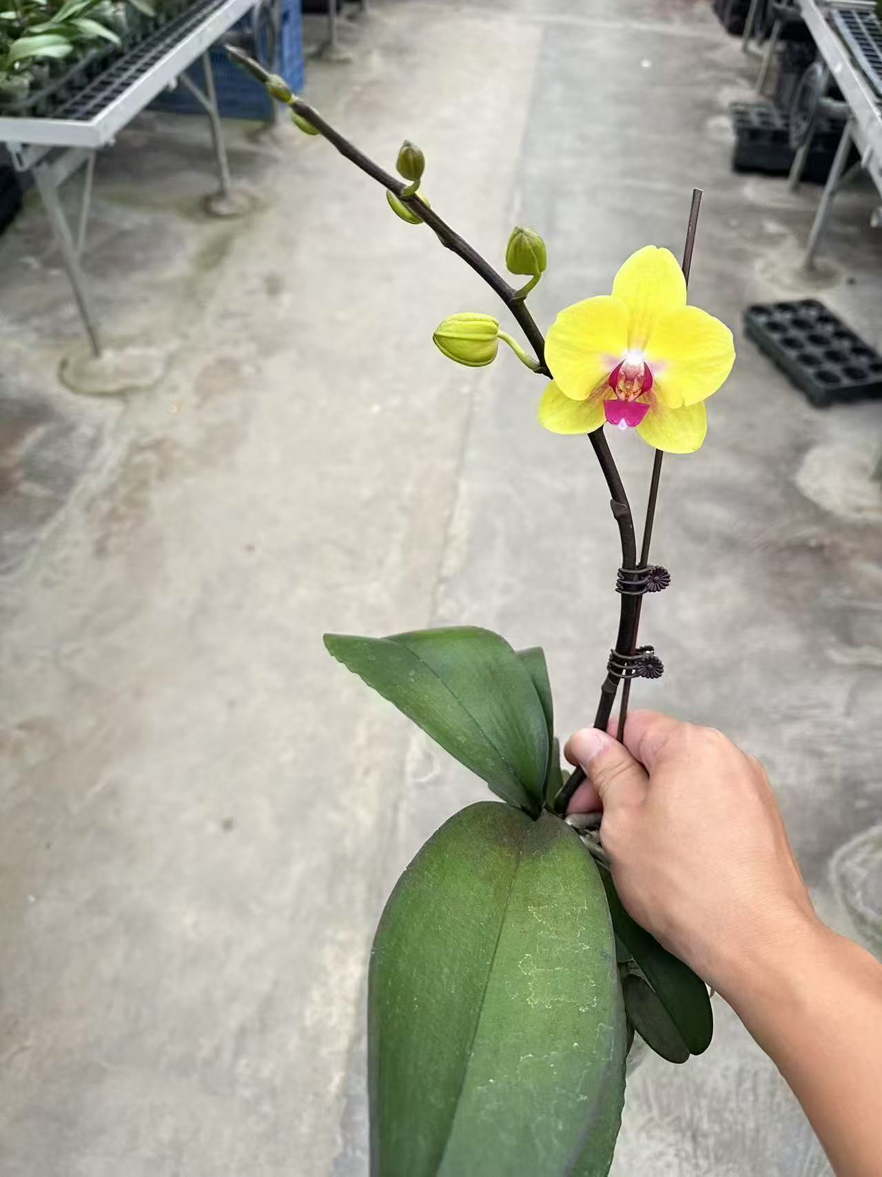 发财蝴蝶兰，单颗