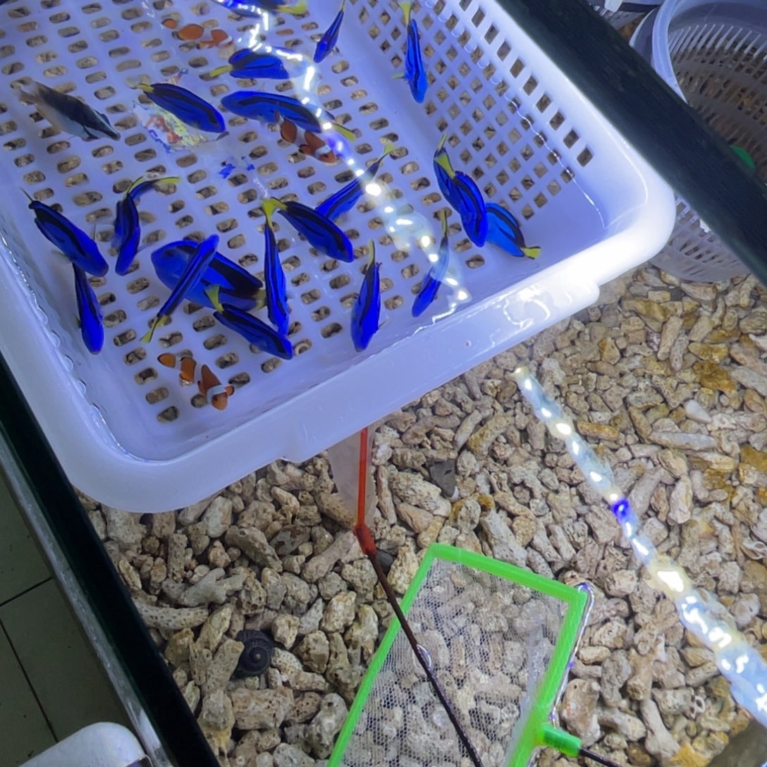 海水鱼颗粒一瓶➕试用装