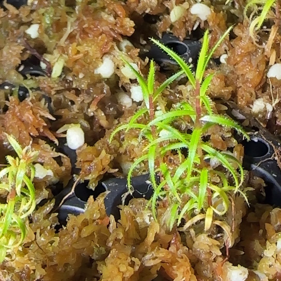 无花朵专拍捕虫树