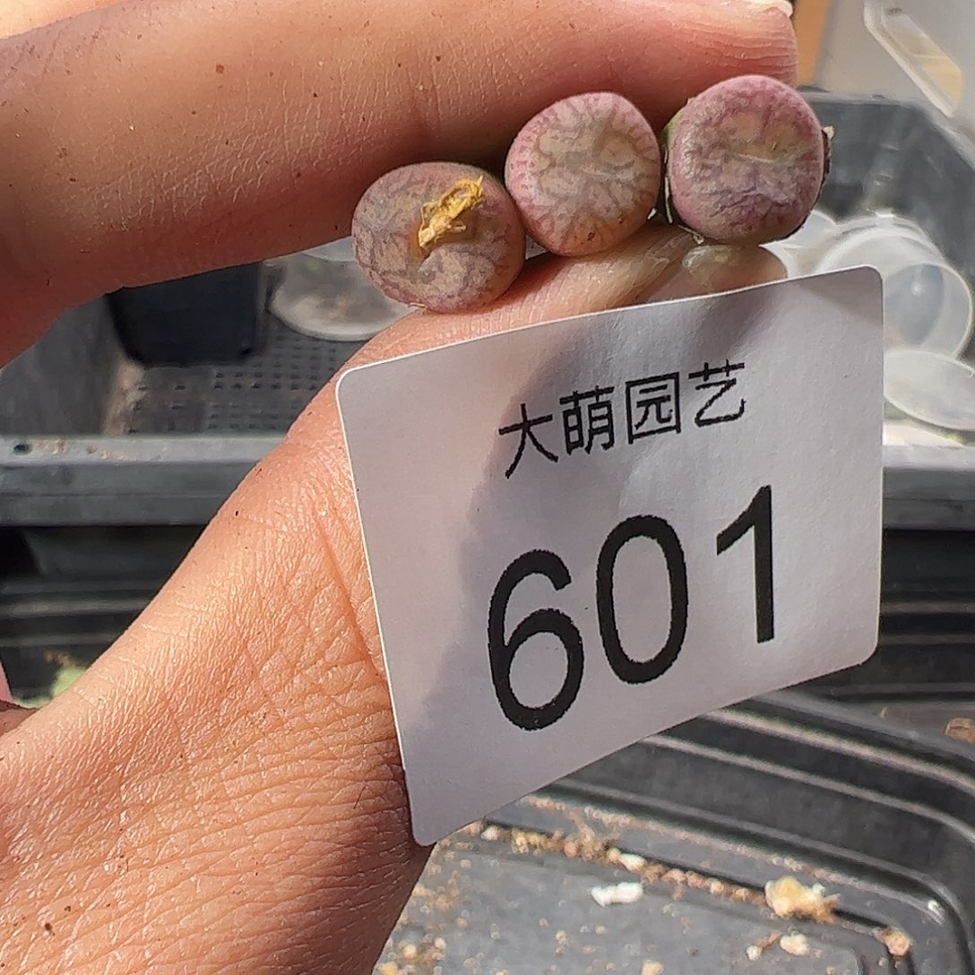 一物一拍。         601