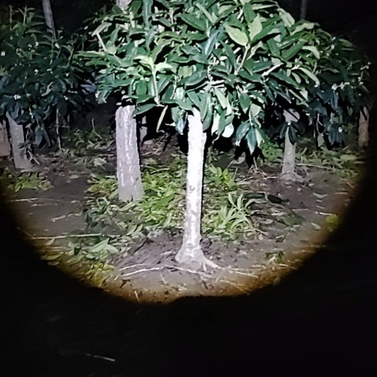 完全开放四季桂花，和八月桂花