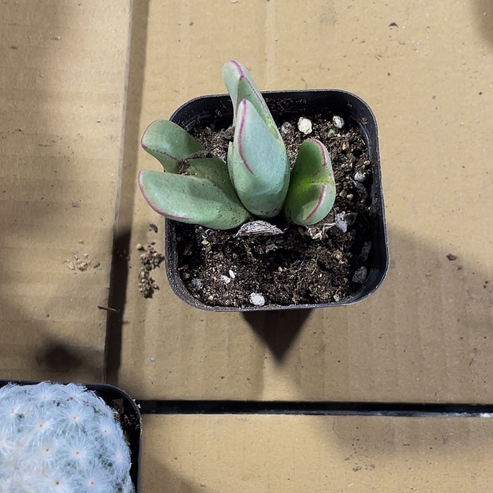 三头少将带哦土发货