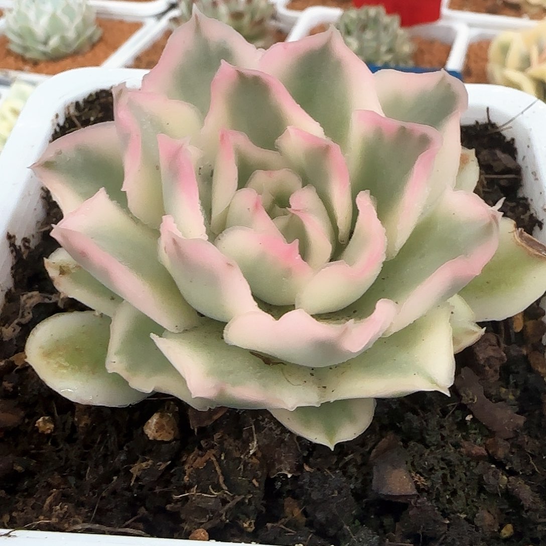 紫蝴蝶锦多肉植物的
