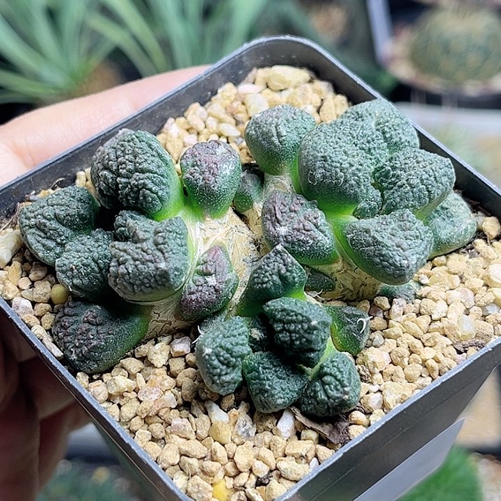 蛋尤丸叶菜花一颗