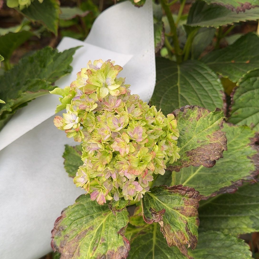 大部分花苞少量开放2