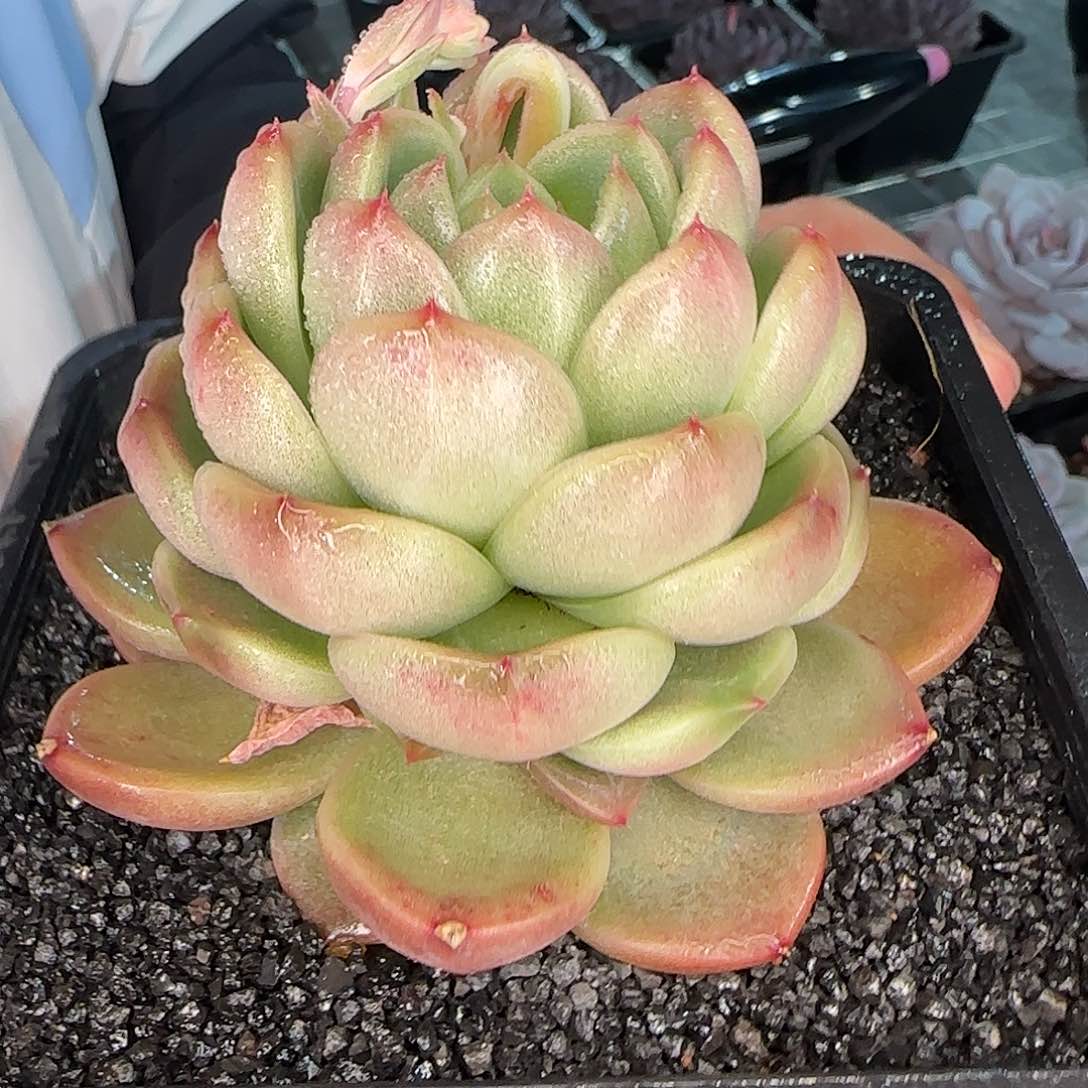 从前慢甄选多肉编号大号皮埃拉珍妮