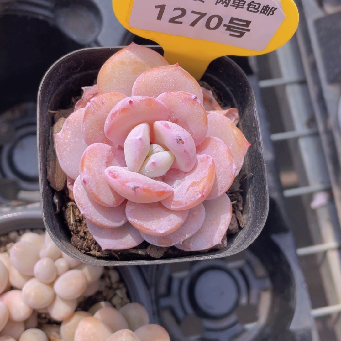 1270号 韩版正版奶茶单头一个