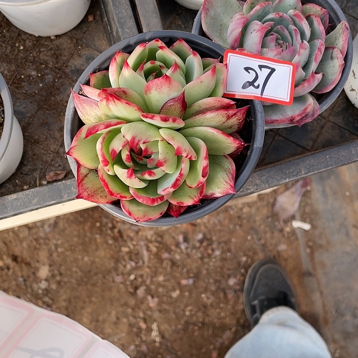 言***。27////////////////