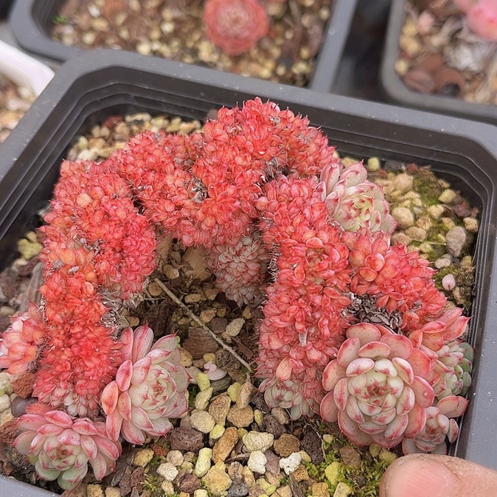 粉姬莲缀20171多肉植物