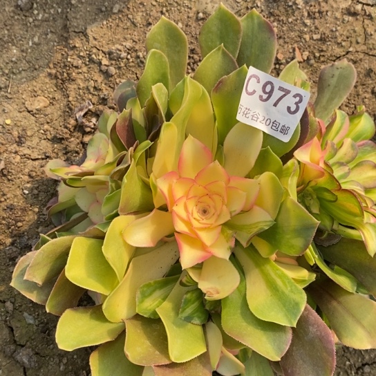 973绍修七彩多肉植物