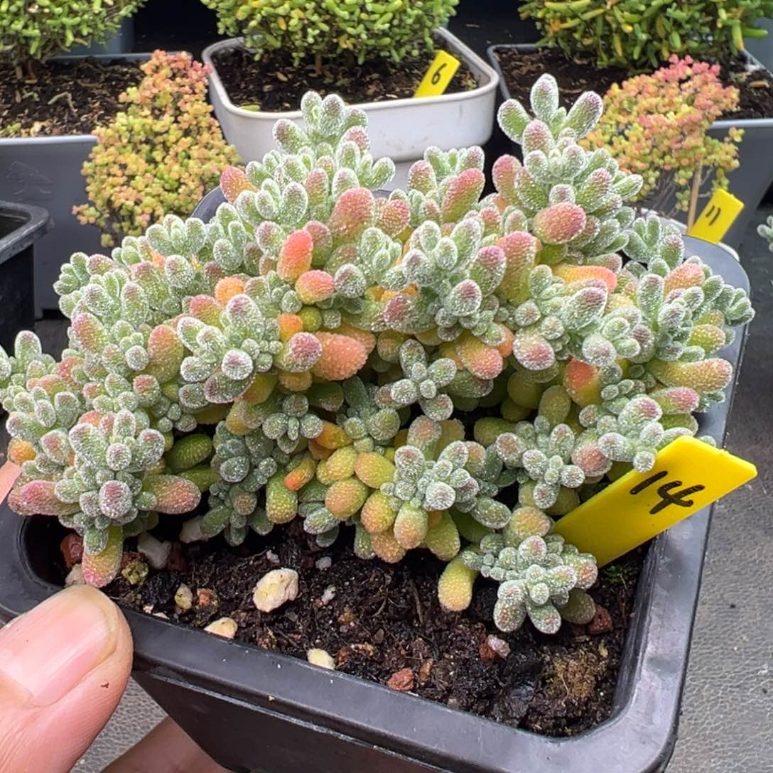 冰晶枝干14号9.5cm盆