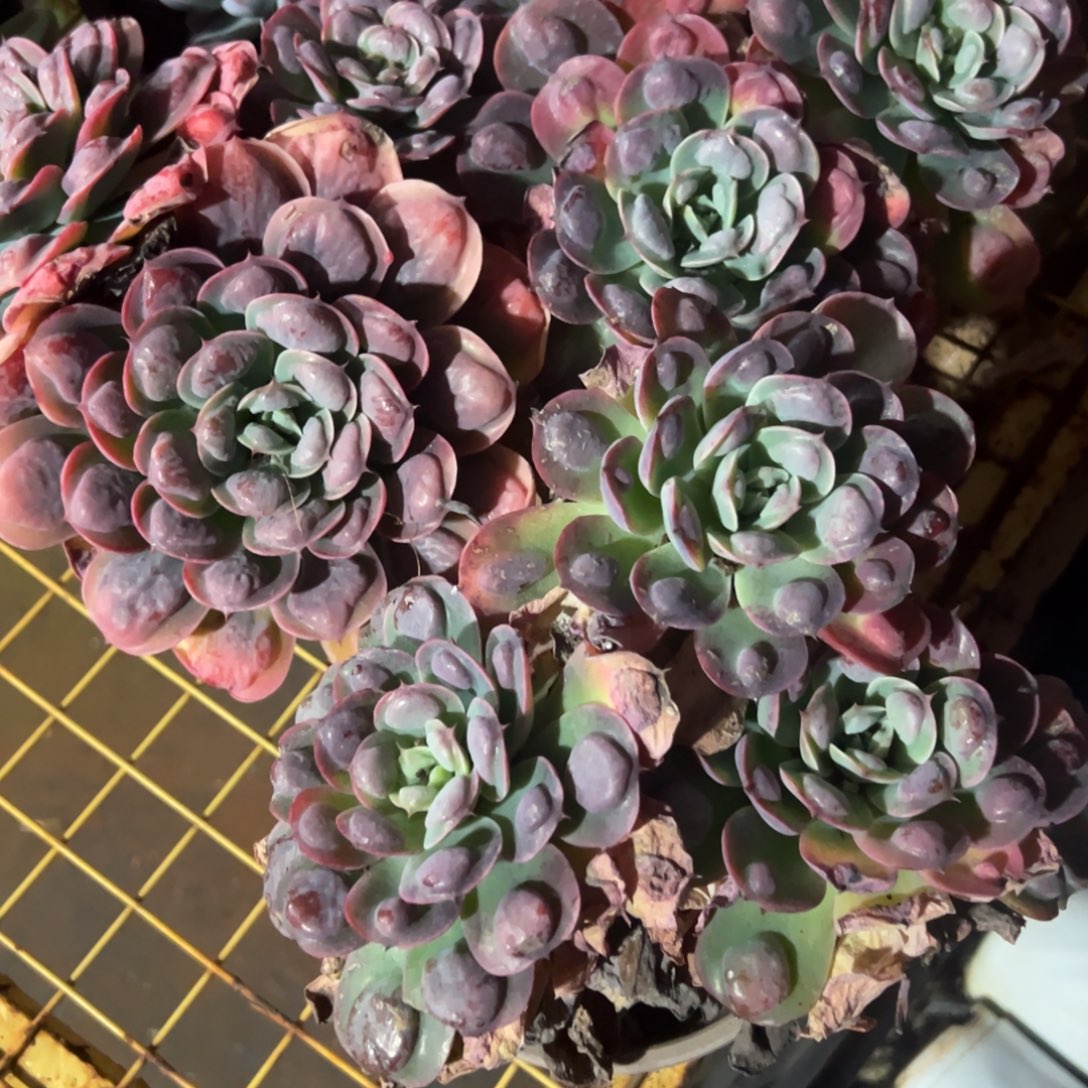 多肉植物雨滴三个