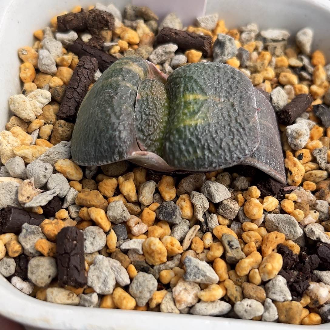 2032脱土发货111111111