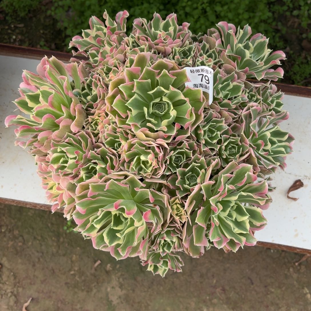 795雨花石多肉植物法师