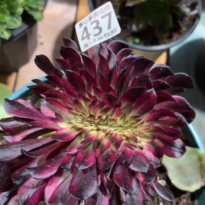 437美姬缀化掌心多肉法师锦