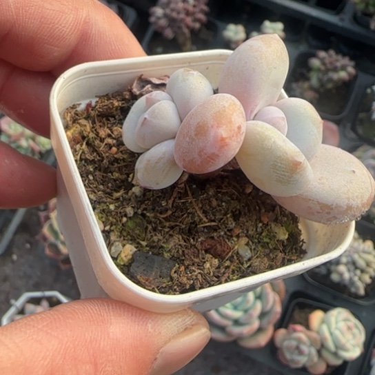 124粉兔多肉植物多