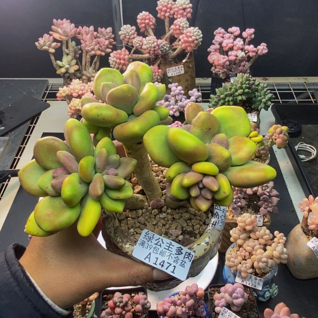 471芒果奶多肉10c m