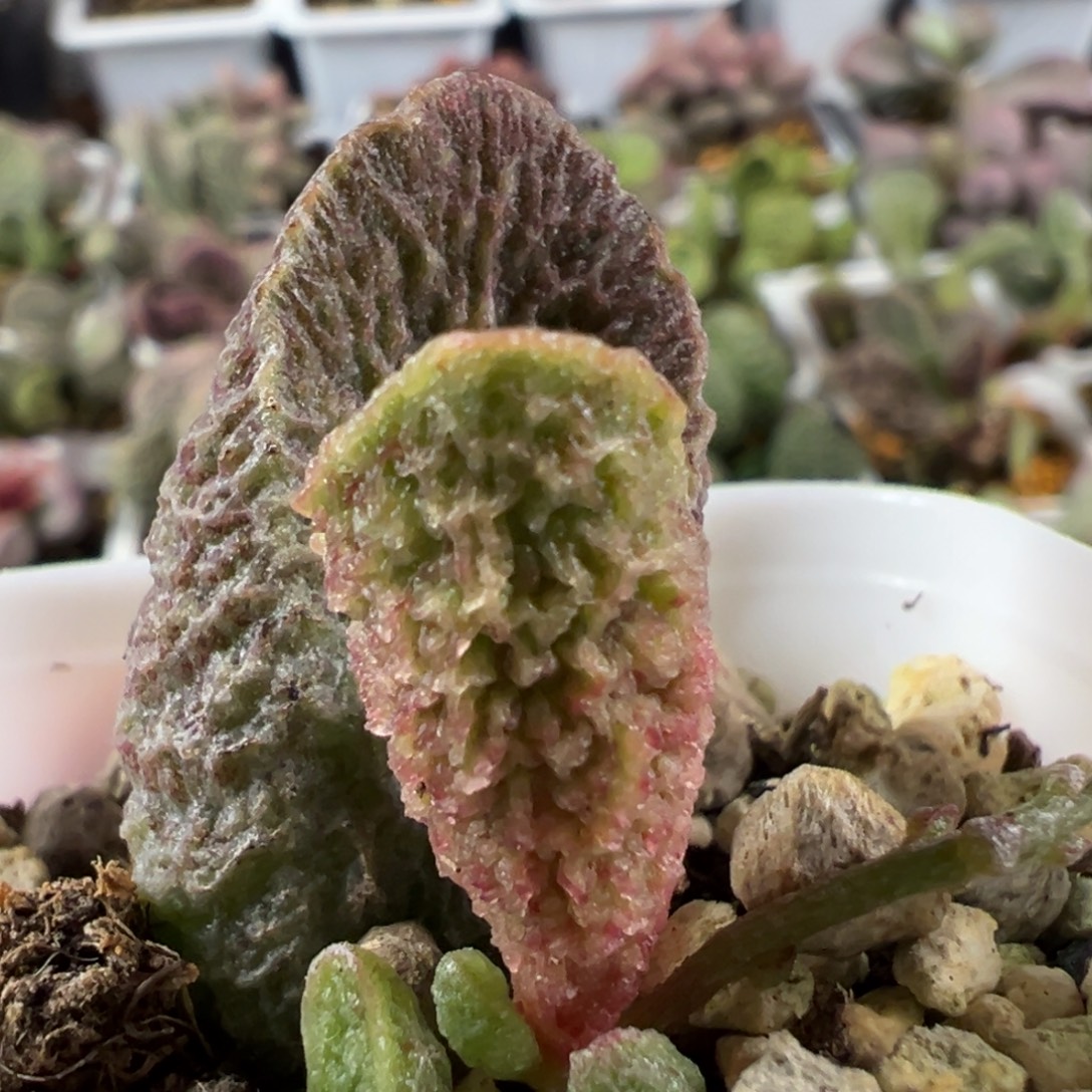 血斑倒刺实生新品大苗多肉