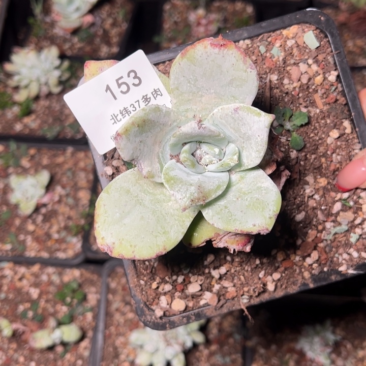 153哈哈哈哈哈哈哈