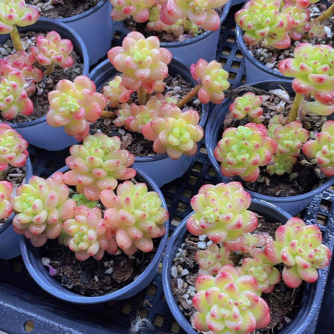 量拍117号 老桩香格里拉群生一个