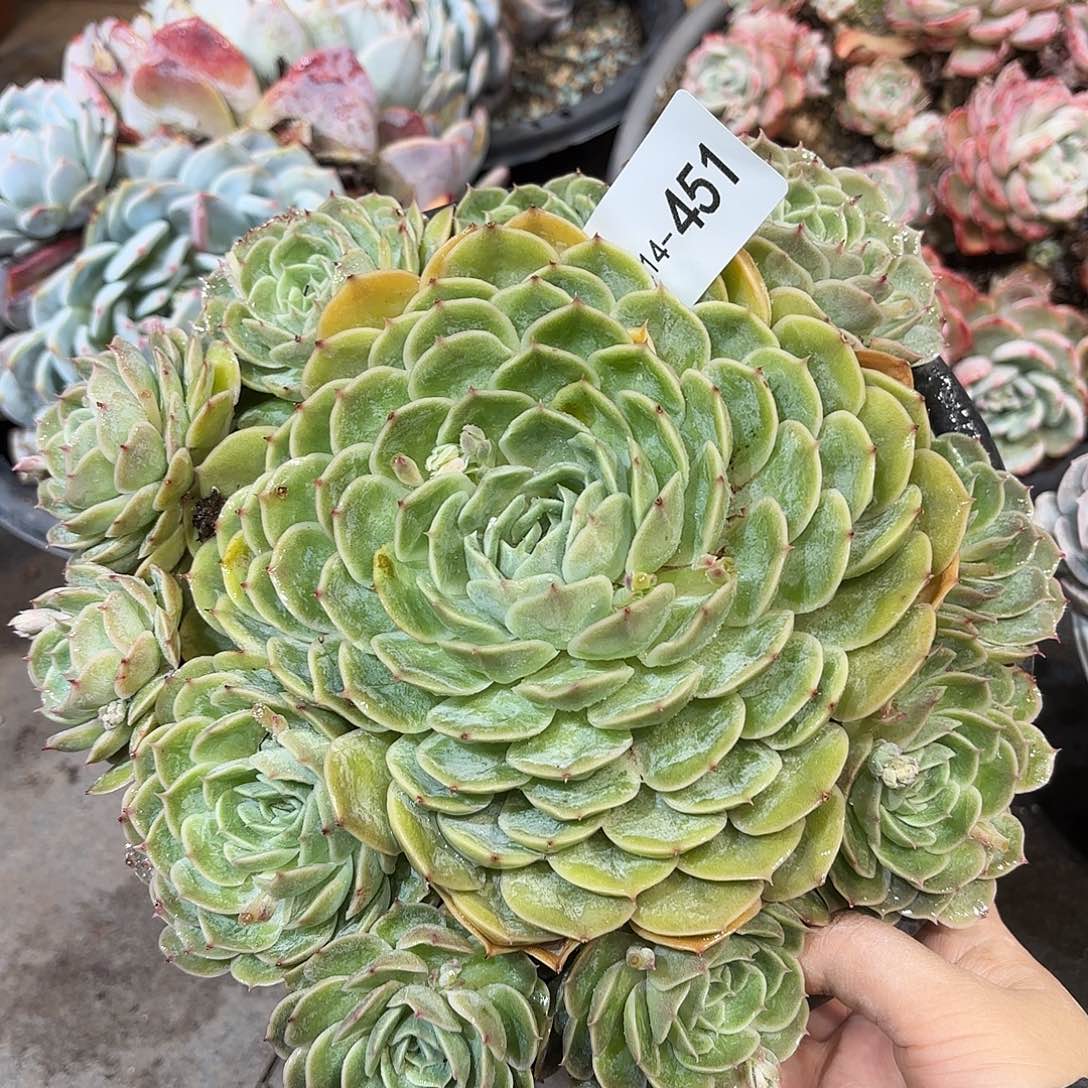 同温层多肉昂斯诺451