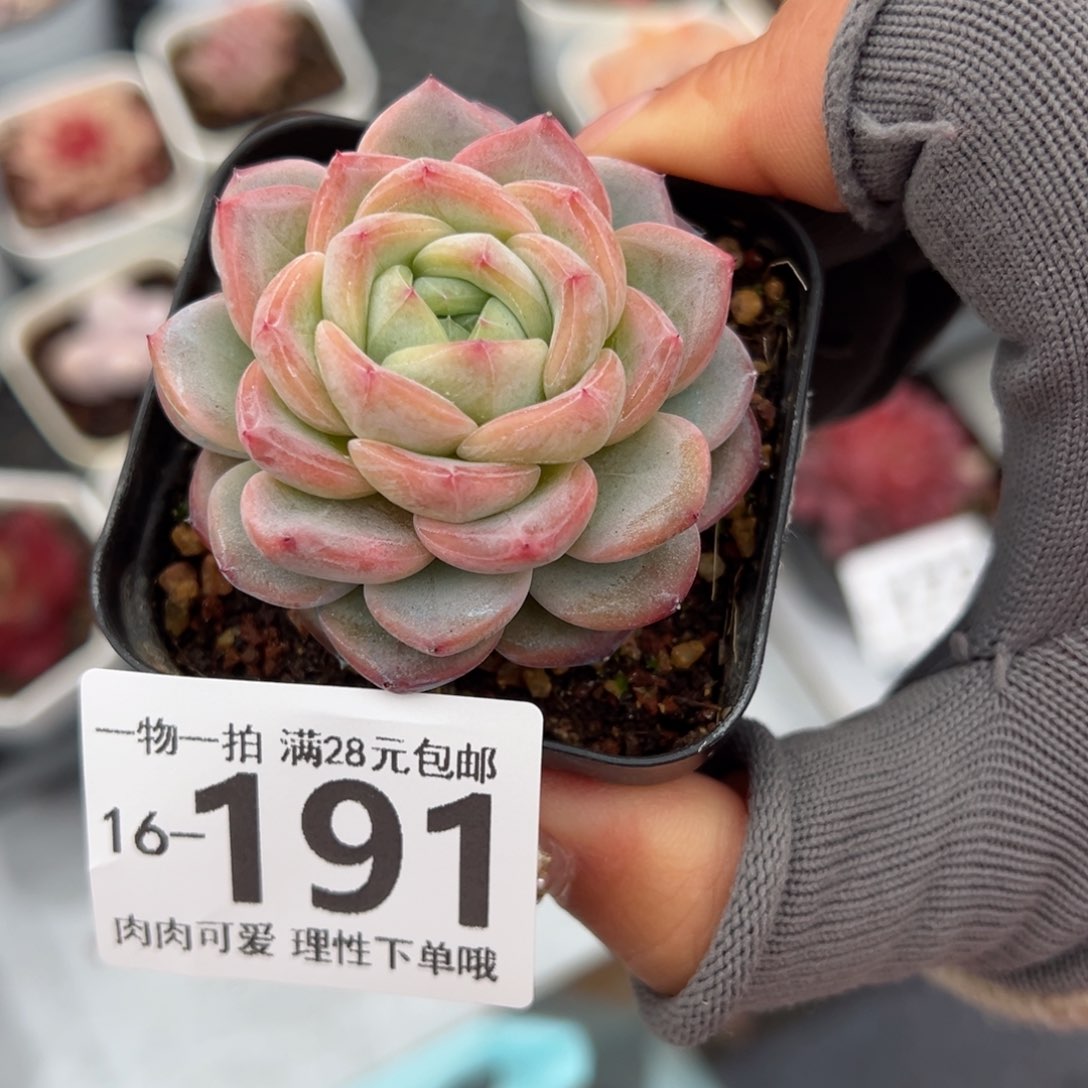 星星珍妮多肉多肉多肉