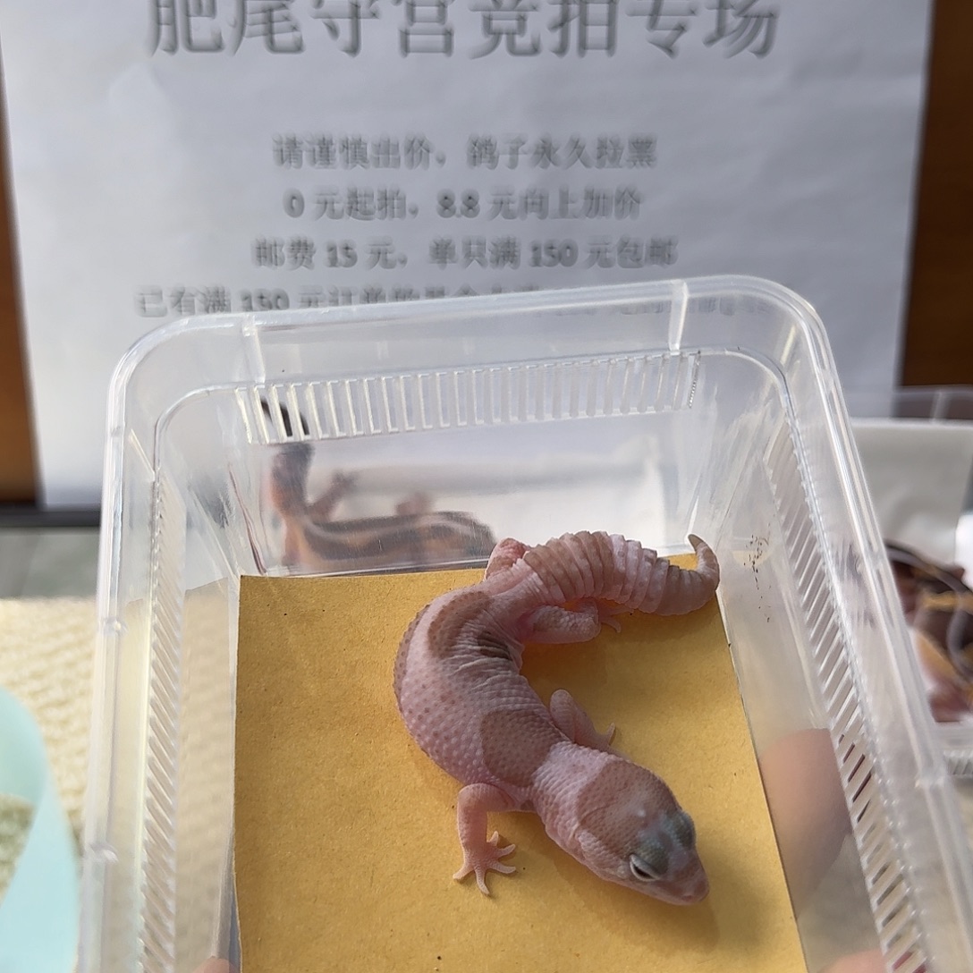 肥尾守宫花瓶奶奥焦 妹妹