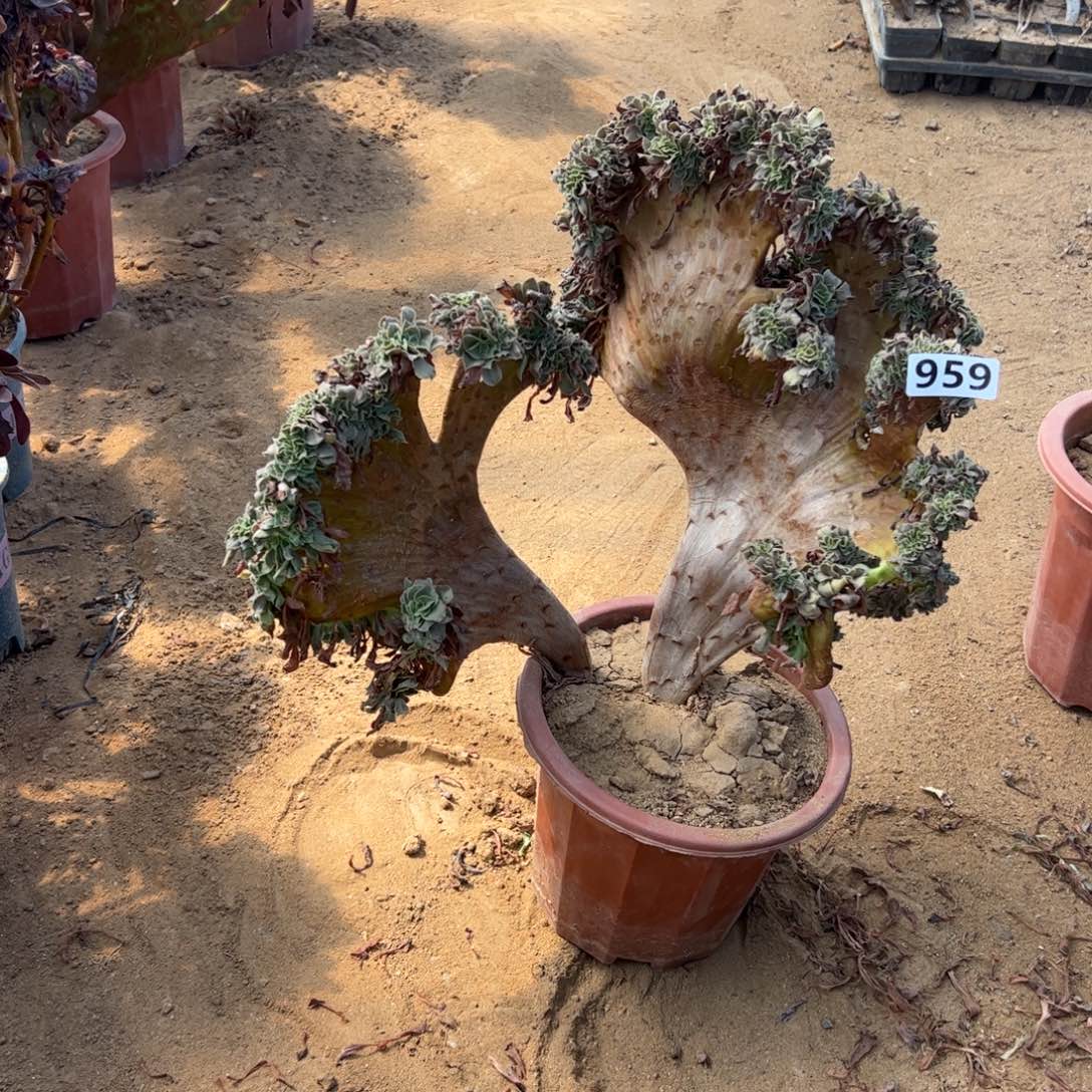 有伤小叶香959官府40