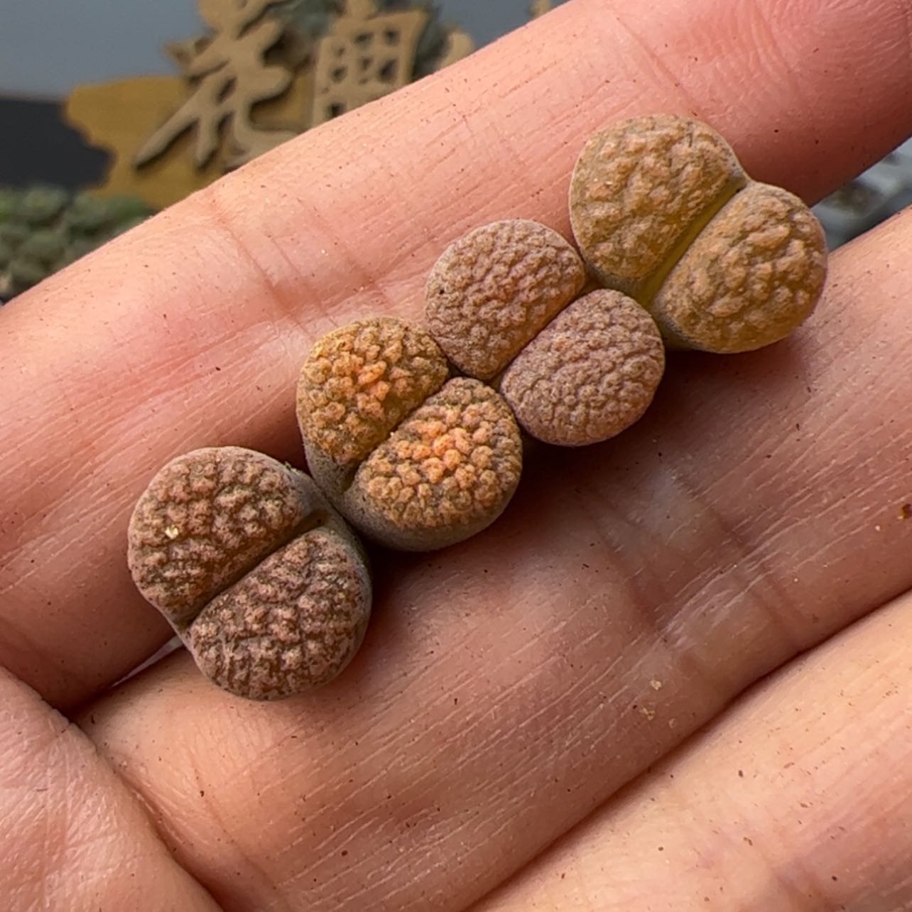 【闪购商品】00000008超级蛋糕1808.4