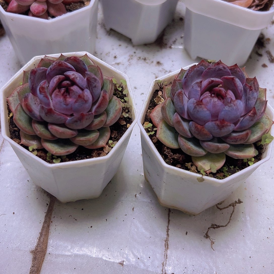 精品蓝莓7盆带盆发货