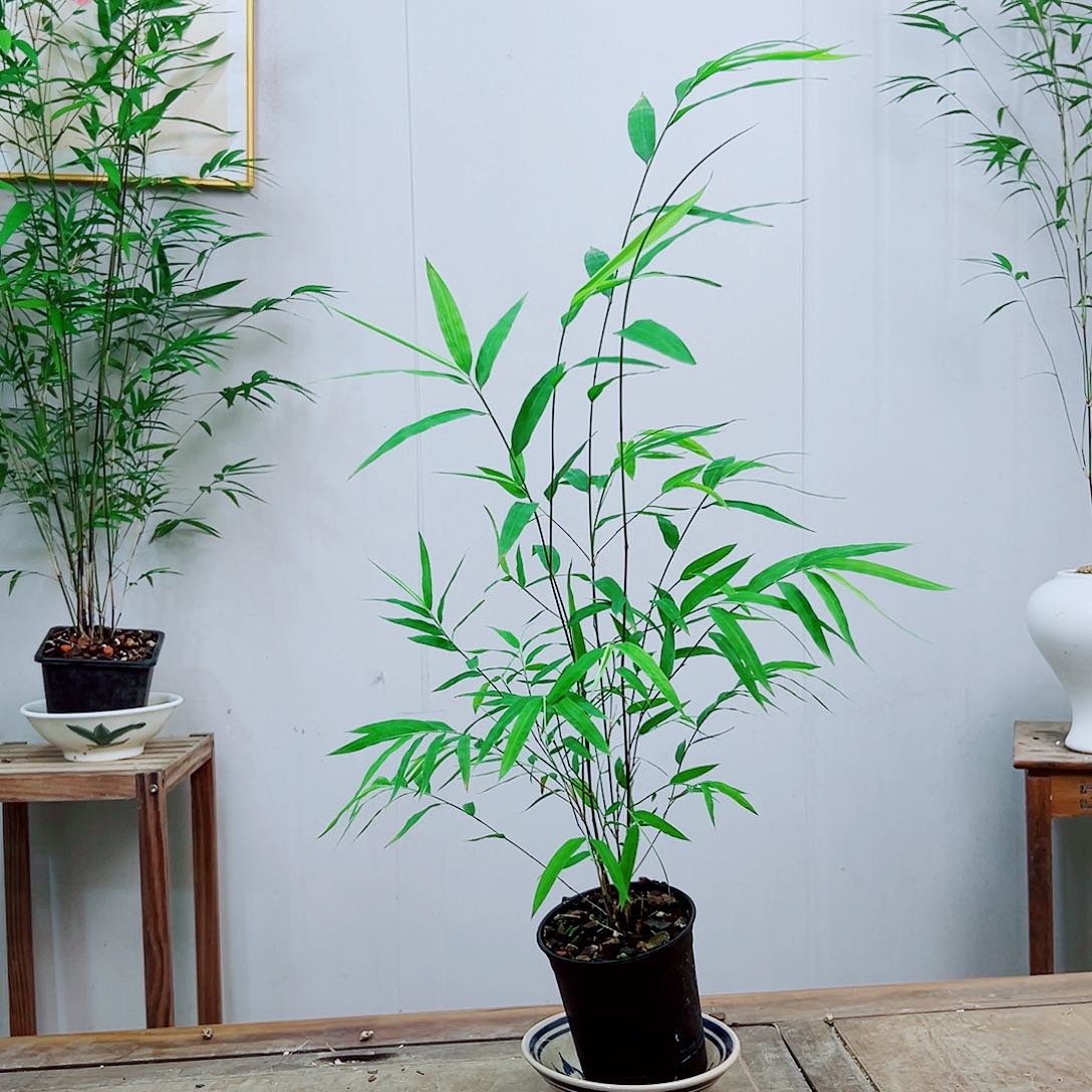 不开花植物内门竹