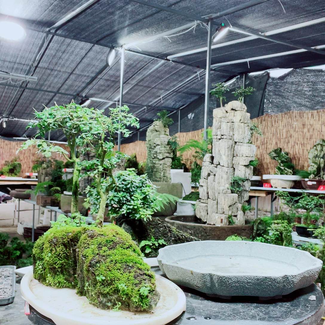 璞***轩当前无花栽培后可以开花