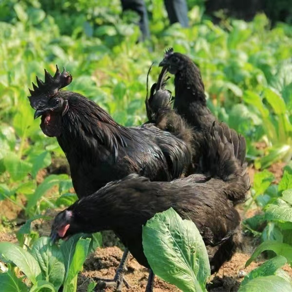 宠物鸡五黑鸡绿壳蛋500g左右包邮