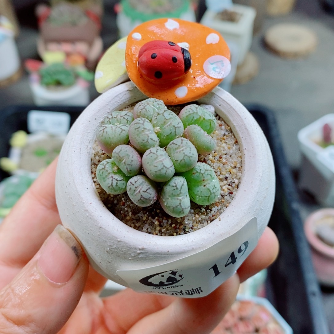 生石花花花花花花花149
