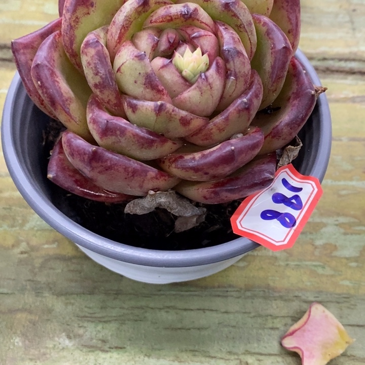 西**心一物一拍东云杂多肉188