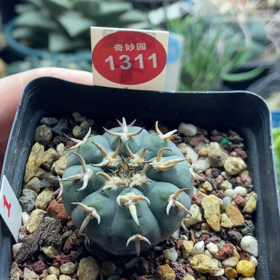 实生短豪刺猫爪3.3cm