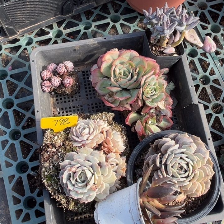 798多肉587878888:00