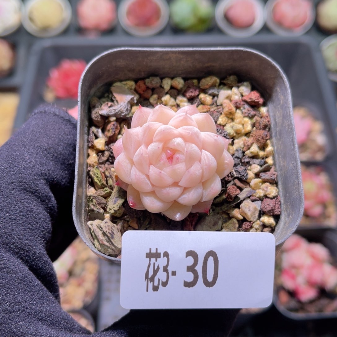 花利美3-30麦秆单头