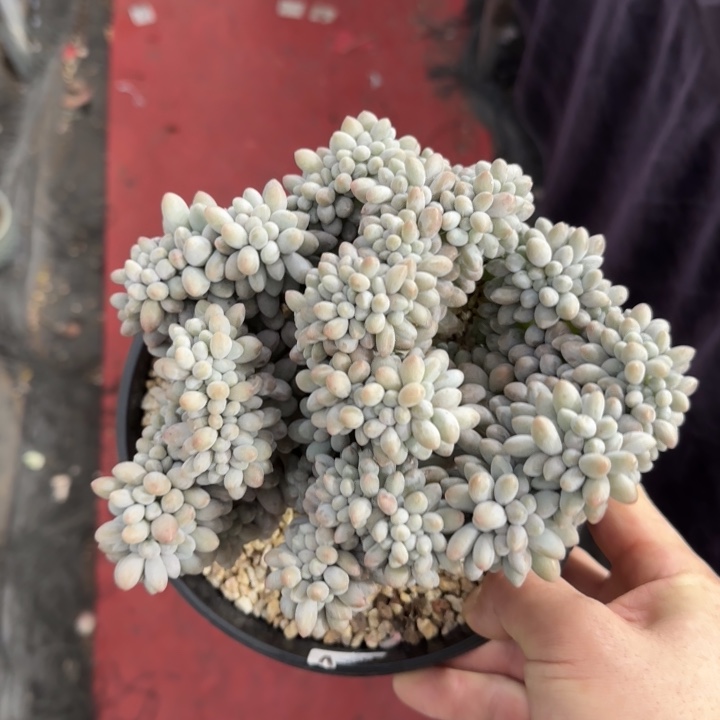 18厘米的尺寸一物一拍的