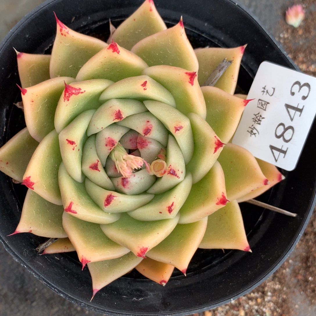 4843杂交多肉老桩