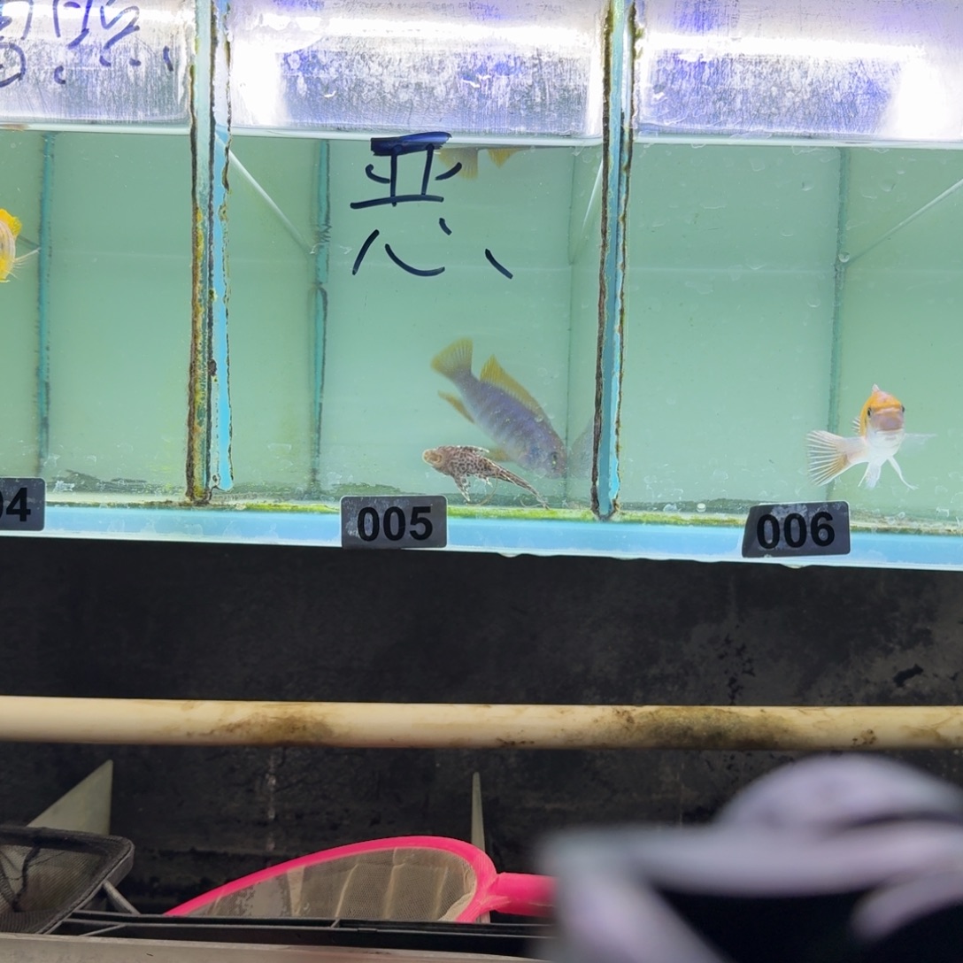 恶***盈慈鲷鱼5号mbj小丑18046号斑马mc150