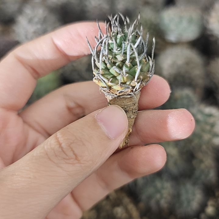 一物一拍，实生仙人球！