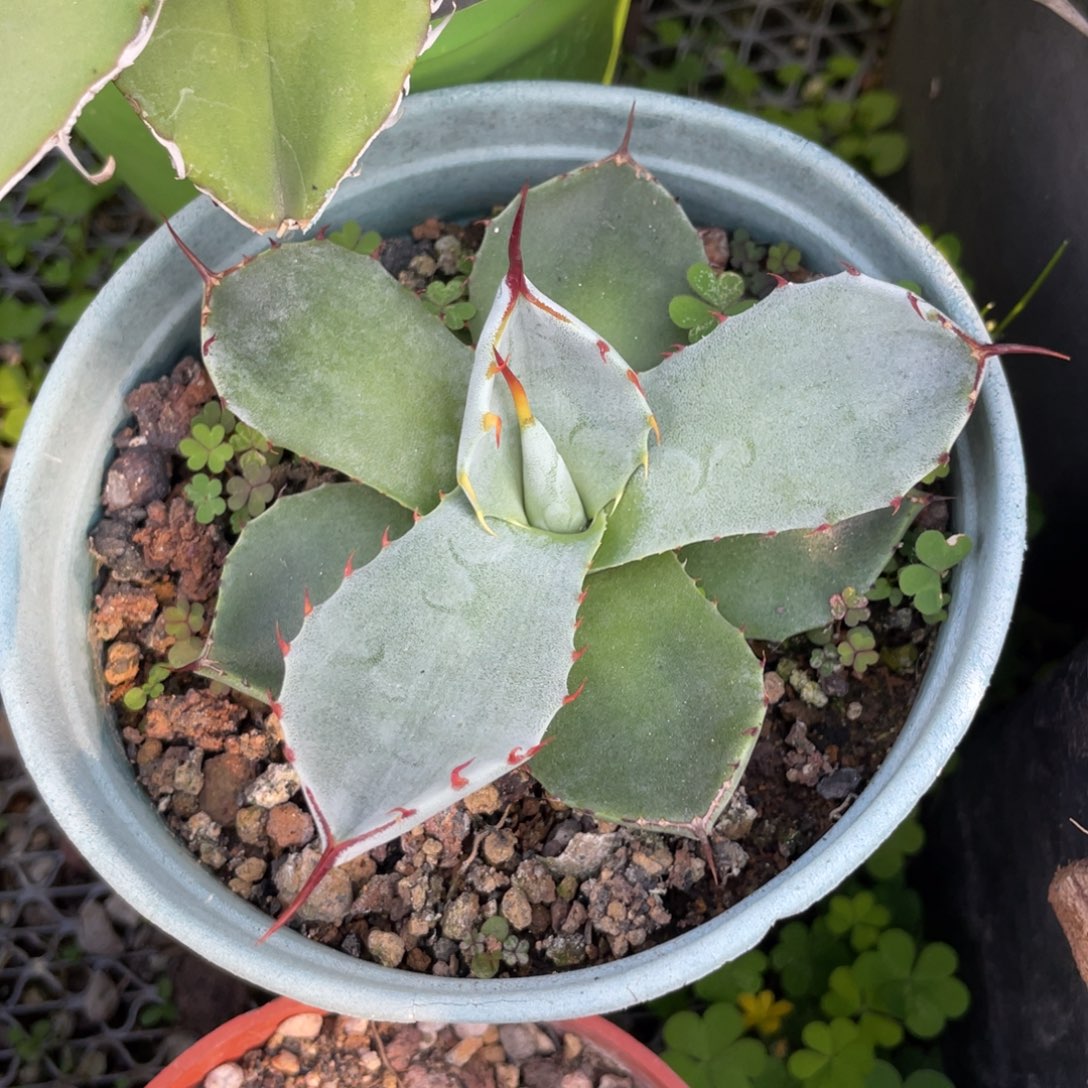 无花朵福克斯龙舌兰
