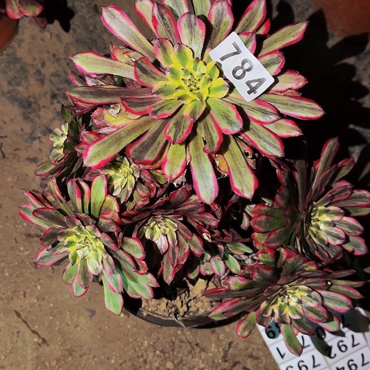 784糖果粉黛多肉植物处理不售后