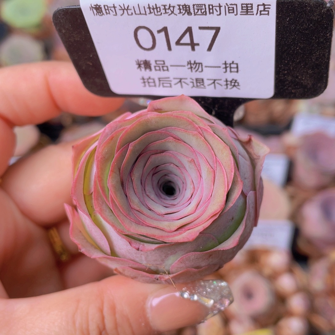 山地玫瑰0147裸根发货断枝不包损不售后