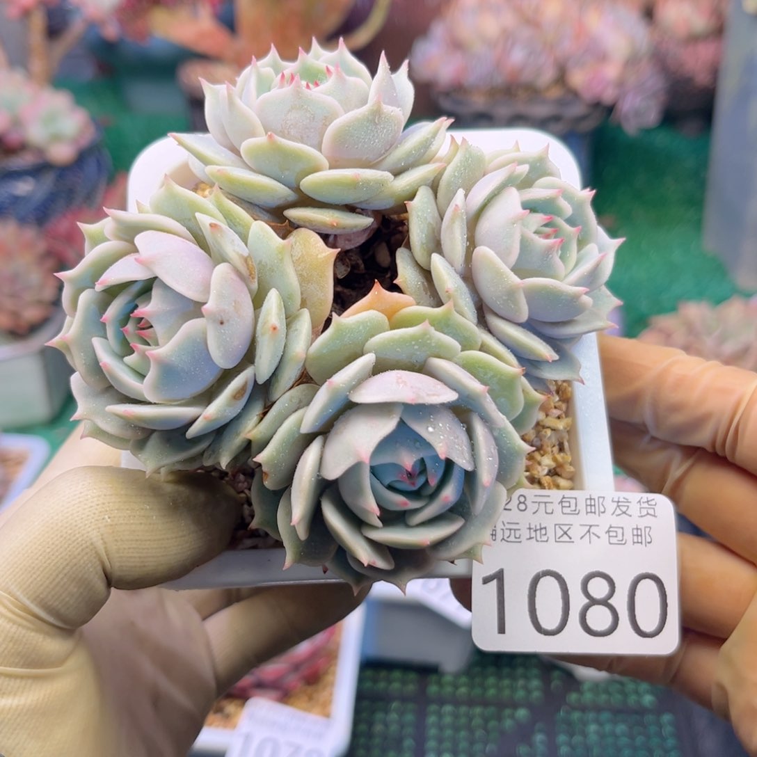 大1080:¥：？x b cv b