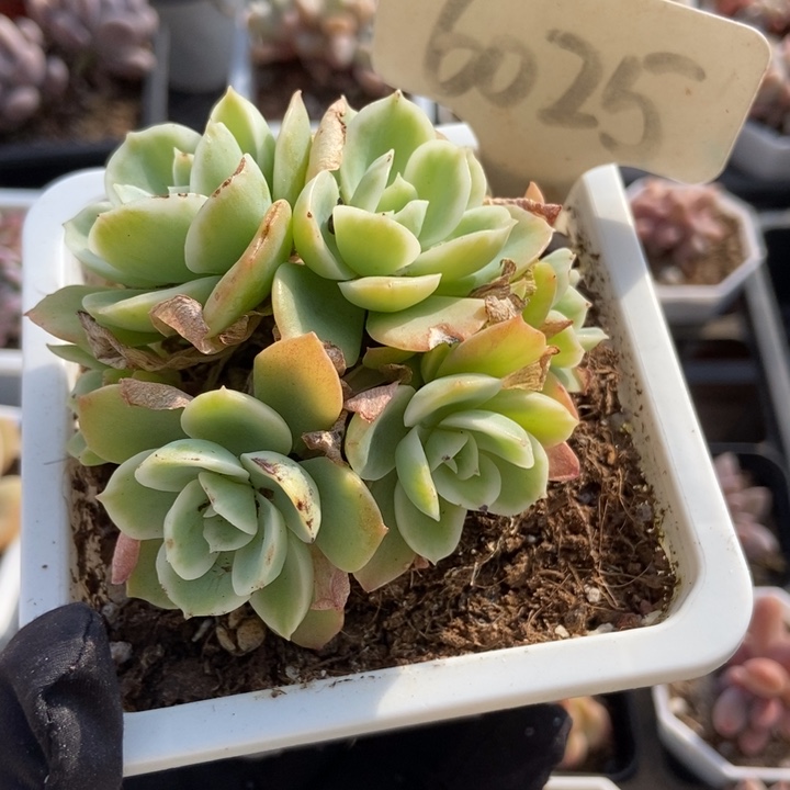 6025柠檬玫瑰多肉植物保护