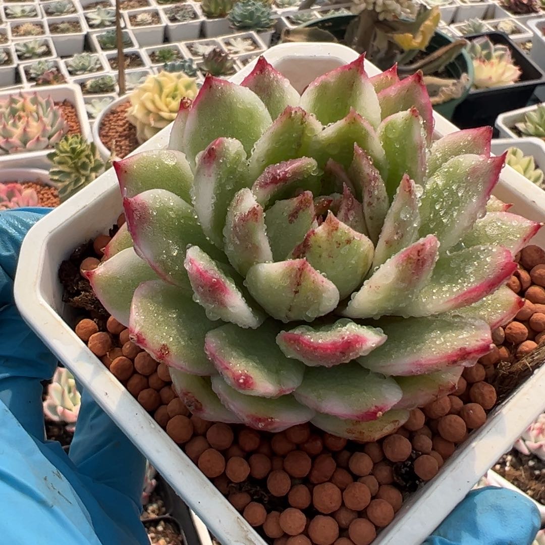 黑水晶锦，覆轮锦