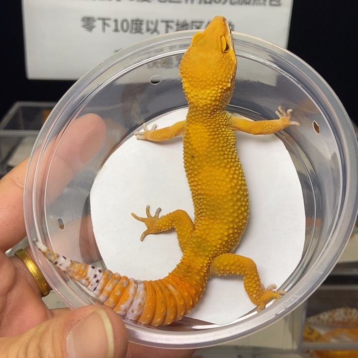 豹纹守宫32克母780号